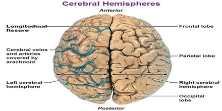 Cerebral Hemispheres