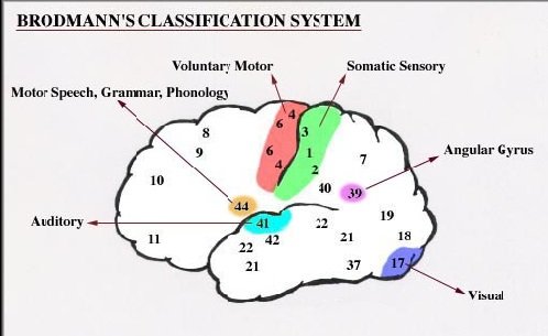 Brodmann’s classification system