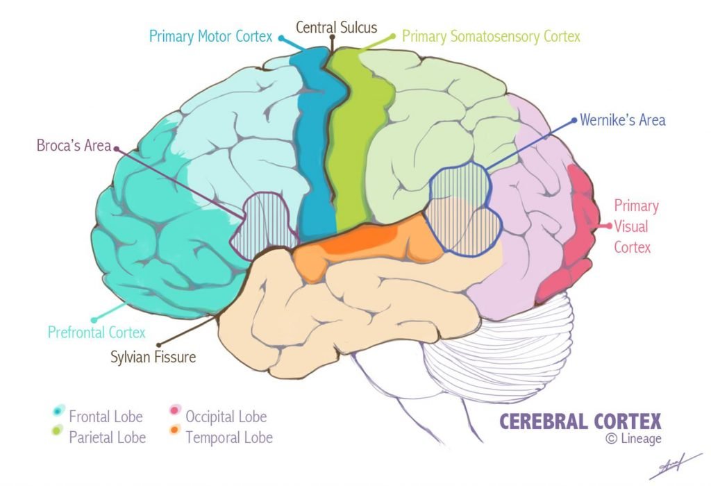 auditory cortex ap psychology