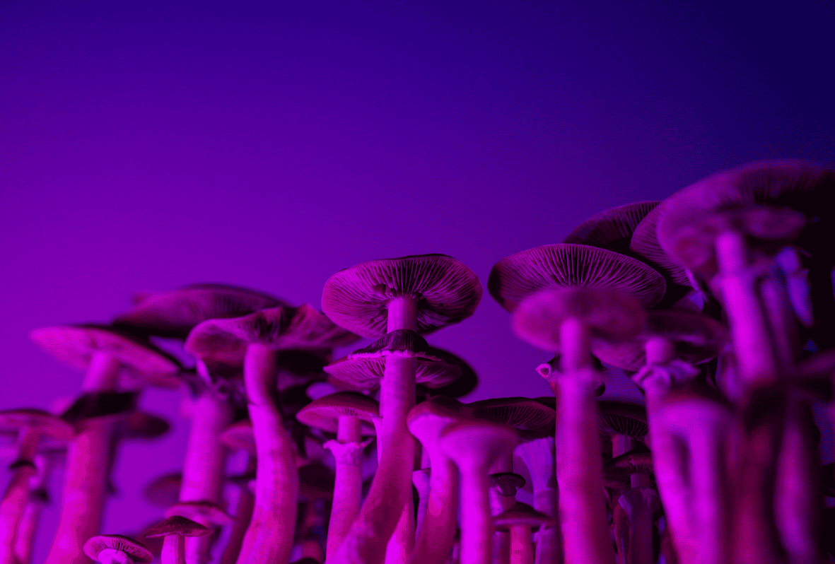 Ultimate Guide to The Psychological Effects of Magic Mushrooms