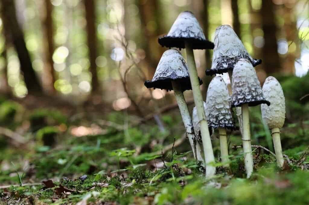 Magic Mushrooms