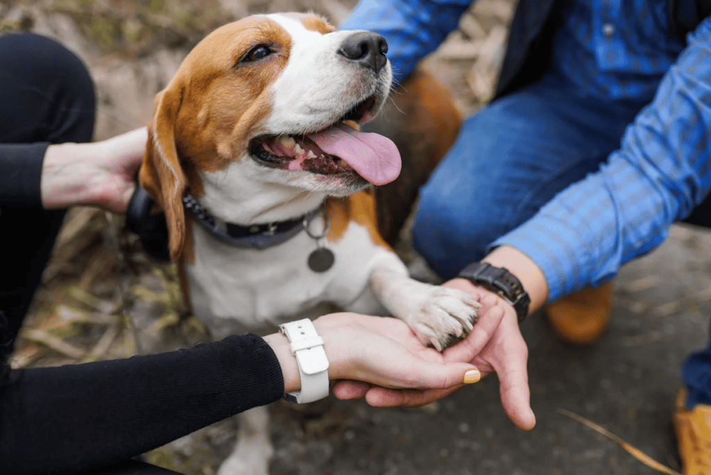 Emotional Support Animal