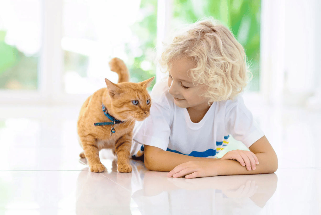 Safe Communication Between a Child and a Cat: Tips for Parents