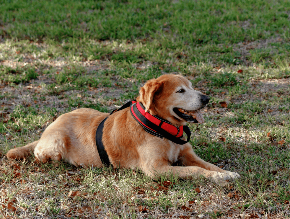 how to get ESA for anxiety