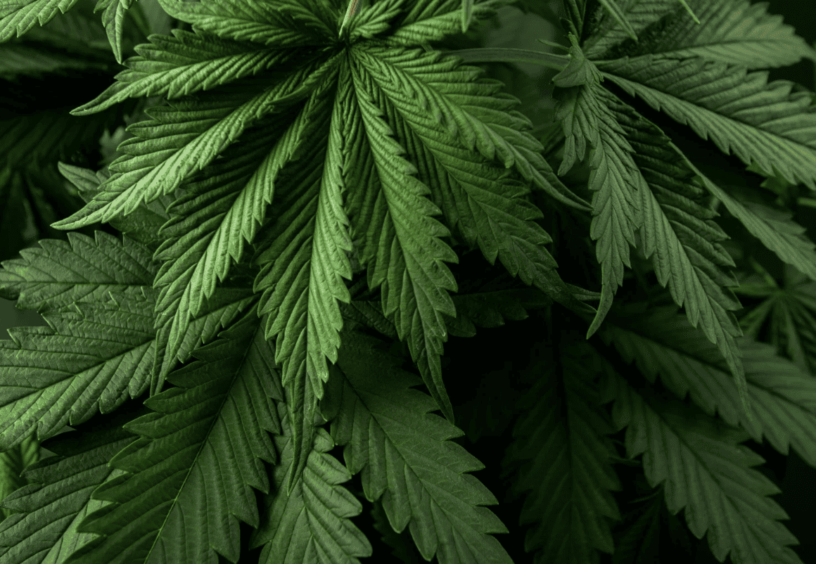 Easy Online Seed Purchases