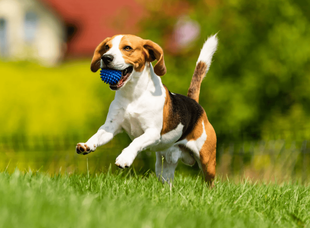 applied canine psychology