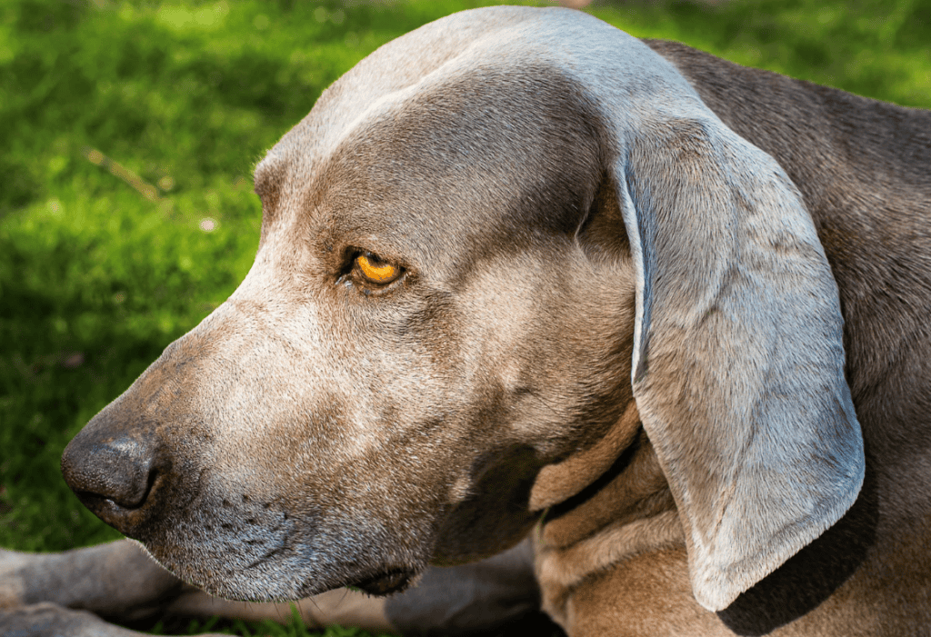 understanding canine psychology