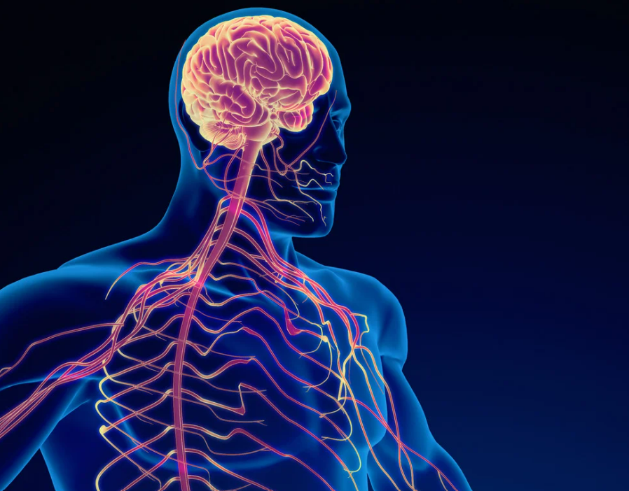see how trauma affects the nervous system