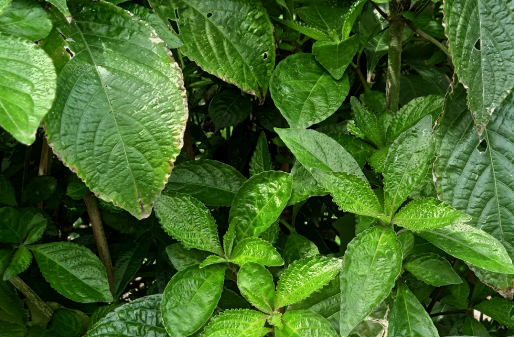 turning to traditional plant remedies