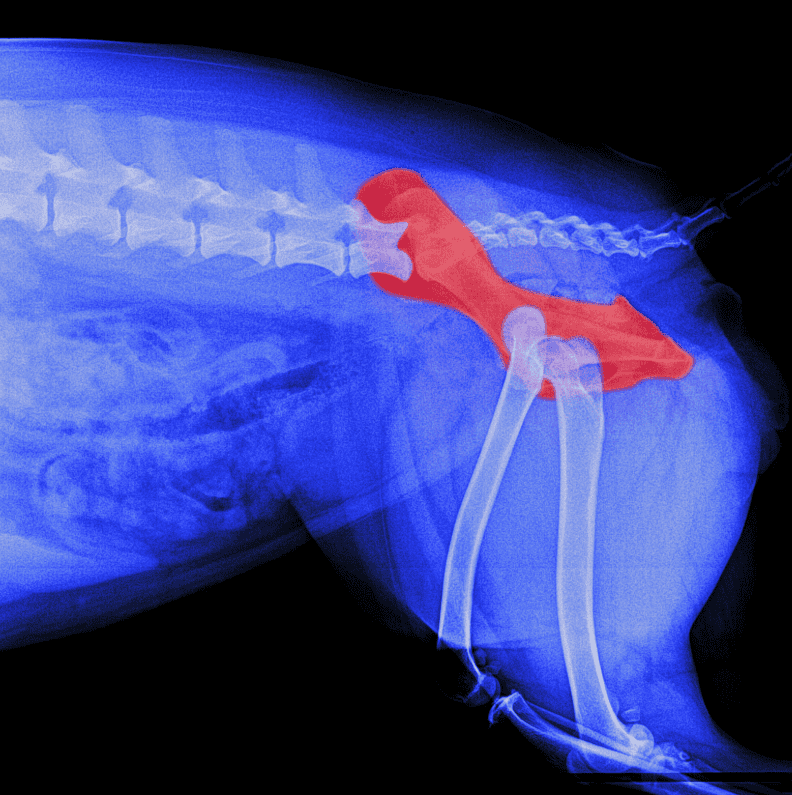 Hip Dysplasia in Dogs