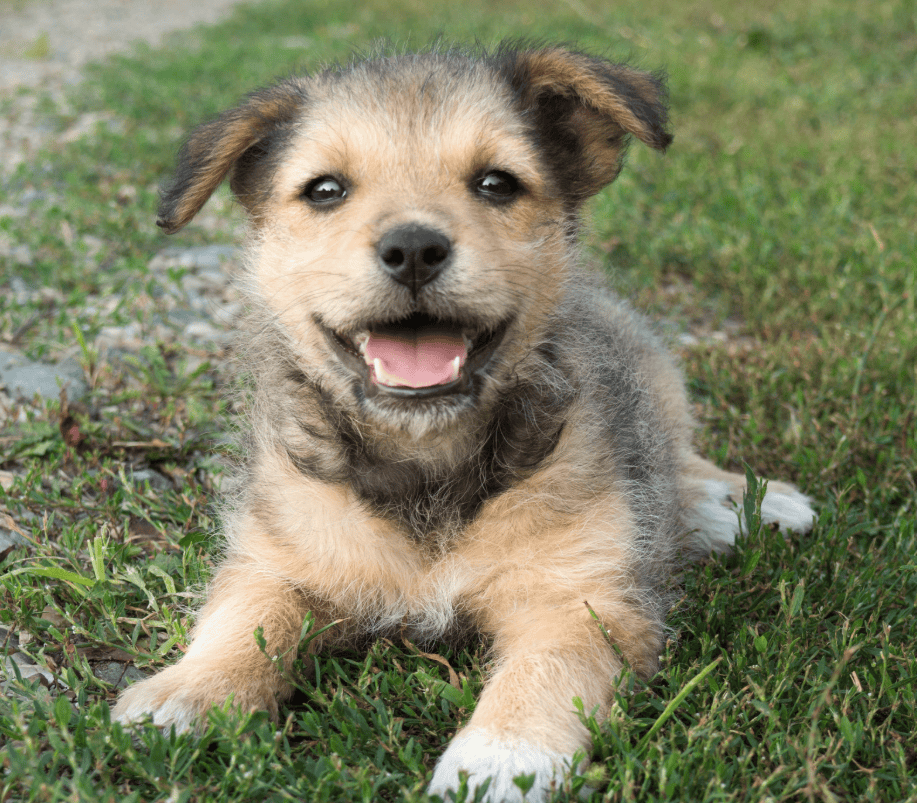 Signs of Hip Dysplasia in Dogs
