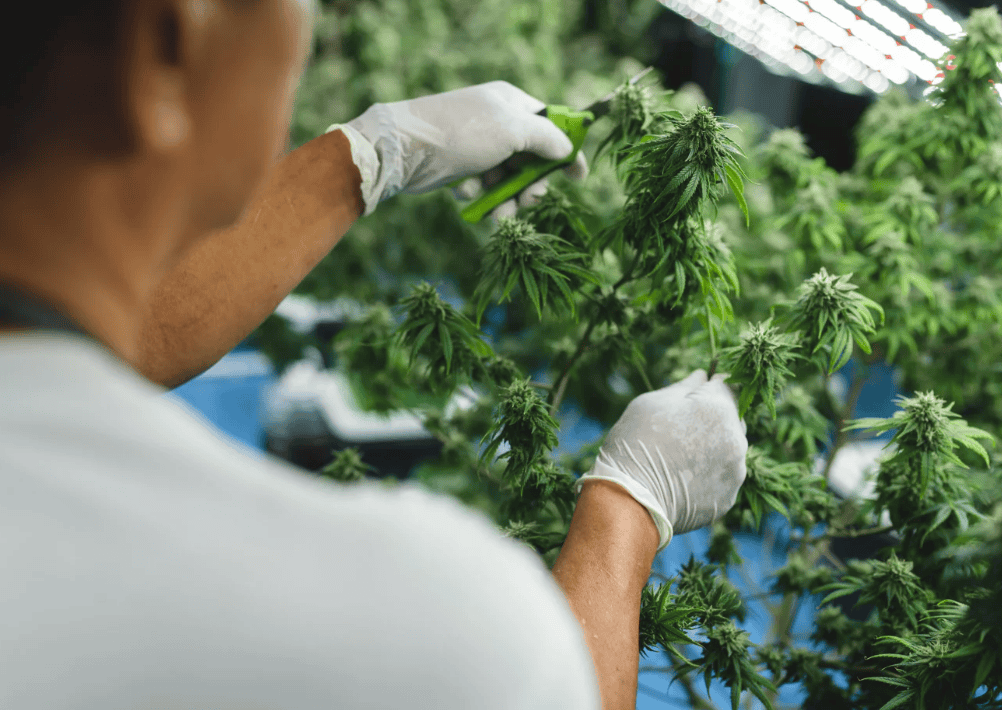 medical cannabis cards explained simply